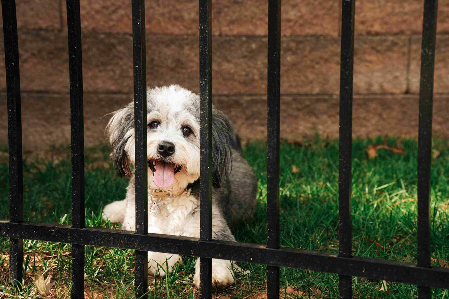 Asheville Dog Fencing: The Complete Guide to Keeping Pets Safe in the Mountains
